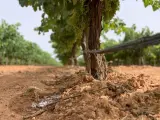 Más de 50.000 hectáreas de viñedo de secano en C-LM tendrán 26 millones de ayudas en el próximo PDR hasta 2027