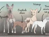 Las cuatro razas reconocidas de perros sin pelo.