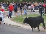 Un toro y corredores durante un encierro por las calles de Tordesillas, a 13 de septiembre de 2022, en Tordesillas, Valladolid, Castilla y León (España).