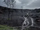 La lluvia después de los incendios provoca el 'chapapote de monte', alerta Greenpeace.
