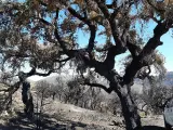 Publicadas las zonas de actuación urgente para las casi 6.000 hectáreas asoladas por el fuego en Las Hurdes y Miravete