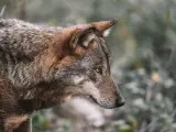 Lobo italiano, Canis lupus italicus, con bolsa marginal cutánea.