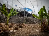 Daños producidos por una colada de lava en dos fincas de cultivo de plátanos, a 09 de septiembre de 2022, en La Palma, Santa Cruz de Tenerife Canarias (España). La erupción del volcán Tajogaite (Cumbre Vieja) en 202