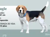 Beagle tricolor.