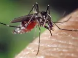 Los mosquitos son que son portadores de enfermedades como el zika o la fiebre amarilla.