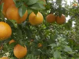 Archivo - Intercitrus califica de "hito" la aprobación de la UE del tratamiento en frío en naranjas