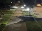 Un caimán de casi cuatro metros siembra el pánico en un barrio residencial