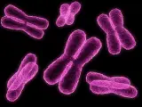 Representación de cromosomas X.