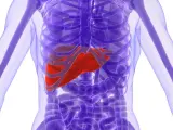 Anatomía de un humano: hígado.
