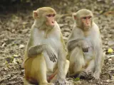 Imagen de archivo de dos monos.