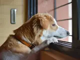 Un perro mirando por una ventana en una foto de archivo.