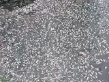 Avisan de un nuevo episodio de mortandad de peces en el río Guadaíra.
