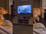 La reacción de un perro al ver a Darth Vader en la televisión.