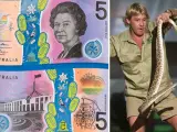 Un billete de 5 dólares australiano y al lado, Steve Irwin.