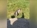 El divertido vídeo donde un pingüino sigue la sombra de una mano sin darse cuenta de qué es