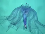 La Pelagothuria natatrix vive en el fondo del mar sin apenas oxígeno.