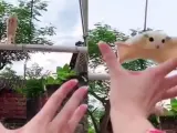 una adorable ardilla voladora lleva a cabo el salto perfecto