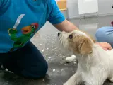 La perrita Ría, durante una intervención asistida con animales.