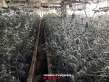 Interior de la granja donde se encontraron las plantas de marihuana
