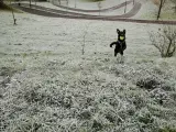 Un perro jugando sobre la hierba escarchada.