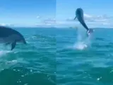 Una joven disfruta durante más de cuatro horas de un 'espectáculo privado' de un grupo de delfines acróbatas