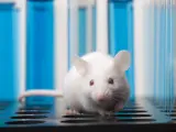 Un ratón de laboratorio.