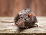 Una rata doméstica.