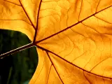 Hoja amarilla de una planta en otoño.