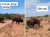 "Un bisonte me embistió y me corneó porque estaba demasiado cerca de ellos cuando caminaba por un sendero", comentó la mujer en la publicación de este vídeo impactante.