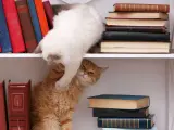 Dos gatos subidos en lo alto de una biblioteca
