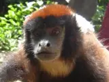 Un ejemplar de mono tocón de Aquino, la nueva especie descubierta en la selva amazónica peruana.