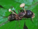 Una hormiga infectada con el hongo cordyceps.