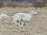 Un perro corriendo en una foto de archivo.
