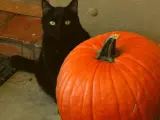 Gato negro junto a una calabaza.