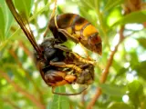 Una avispa asiática atacando a una abeja autóctona