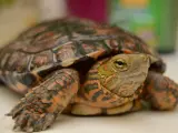 Un ejemplar de tortuga peninsular, típica mascota en los hogares hace unos años.
