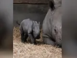 Milagro en el zoo: El inesperado nacimiento de un rinoceronte de una especie en peligro de extinción sorprende a todos los trabajadores