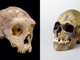 Los neandertales (izquierda) y el Homo sapiens (derecha) son los parientes más cercanos entre sí.