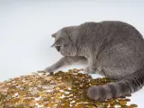 Gato con monedas.