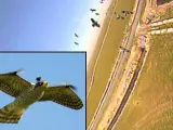 El halcón robot ahuyenta las aves y hace que tarden más en acercarse.