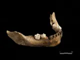 Mandíbula humana de hace 15.000 años.