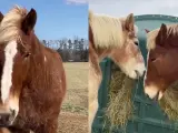 Este es el caso de un adorable caballo belga de 24 años quien entabló una amistad con otro más pequeño, que se salvó de ser sacrificado.