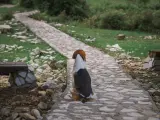 Un beagle sentado.