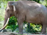 El elefante asiático 'Dalip', en el Zoológico de Miami, Florida (EE UU).