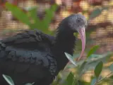 El Zoo de Barcelona libera dos ejemplares de ibis ermitaño en Cádiz