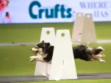 Un perro durante una competición de Flyball.