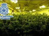 Sucesos.- Desmantelado en Elda un cultivo indoor de marihuana con 322 plantas en avanzado estado de floración