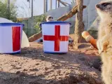 La predicción de un grupo de suricatos para el Inglaterra vs Francia del Mundial de Qatar 2022