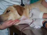 Un perro durante una extracción de sangre para donar.