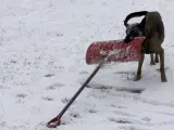 K9 Nova, la perra policial que "palea" la nieve.
